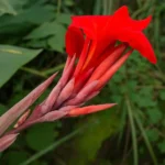 futi-kismat-chamka-dega-ye-phul-hoga-dhan-labh